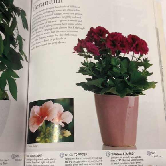 House plants book by Paul Williams - Picture 6 of 12